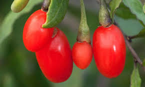 Have You Heard About the Goji Berry?
